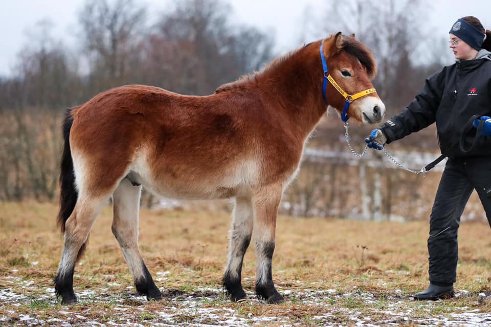 Gotland Pony Stallion Ojvin